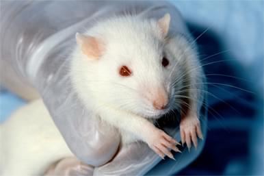 Native™ Rat Antibody Discovery Service